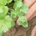 大叶香菜25~30厘米以上