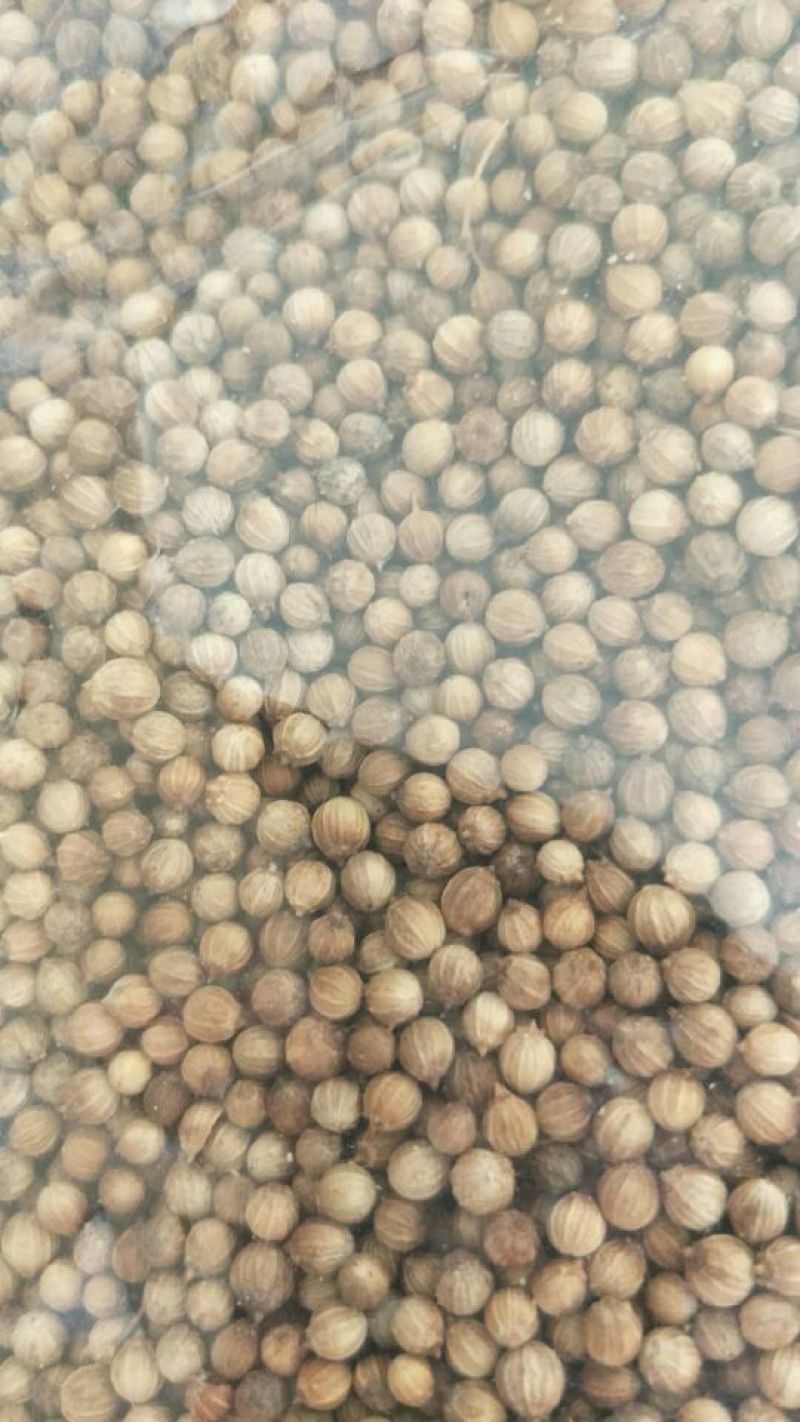 大叶香菜25~30厘米以上