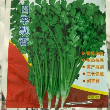 大叶香菜25~30厘米以上