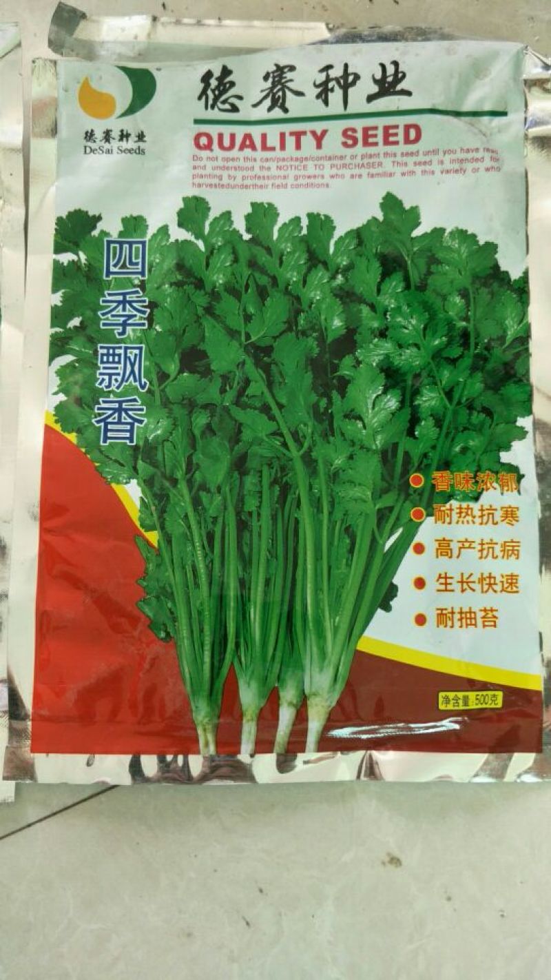 大叶香菜25~30厘米以上