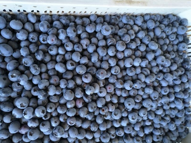 蓝莓鲜果10~12mm以上