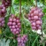 巨峰葡萄5%以下1~2斤