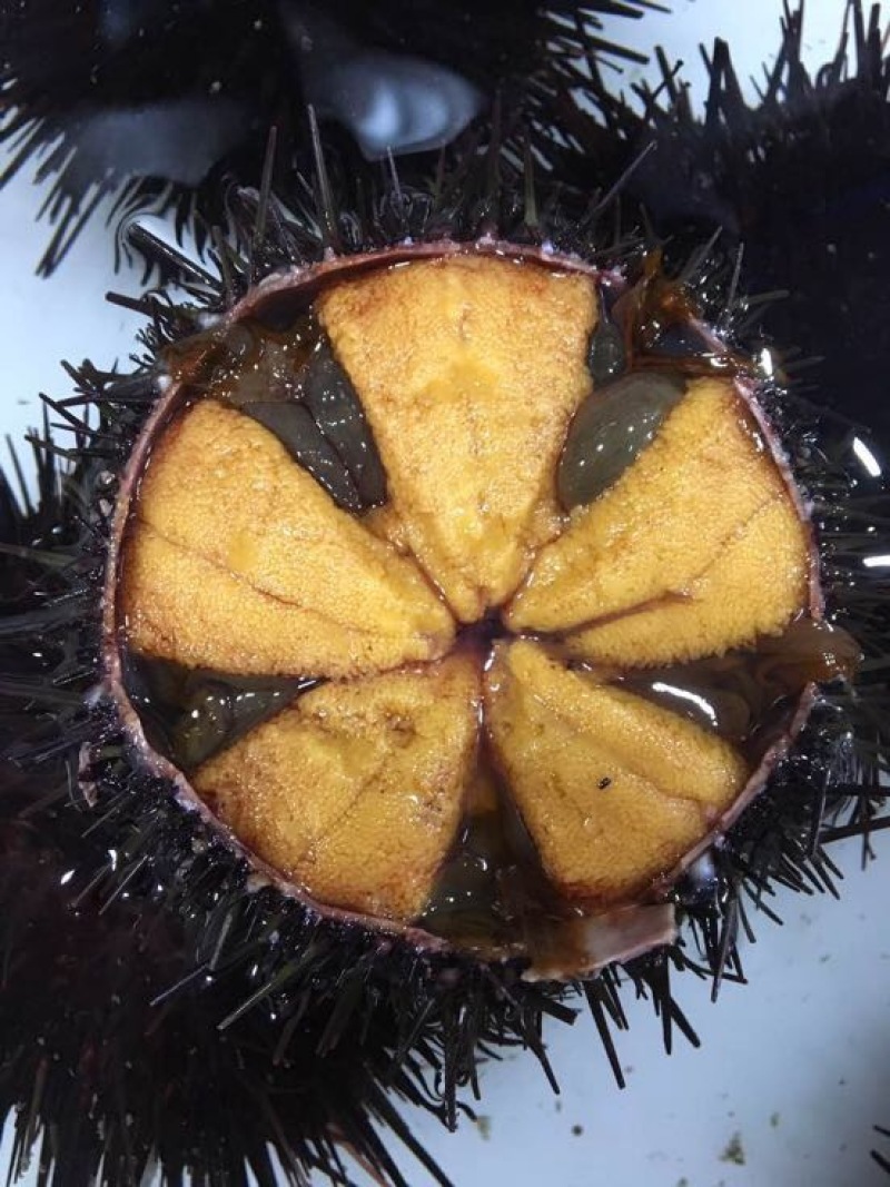 紫海胆常年货源直供活鲜胆加工胆规格齐全