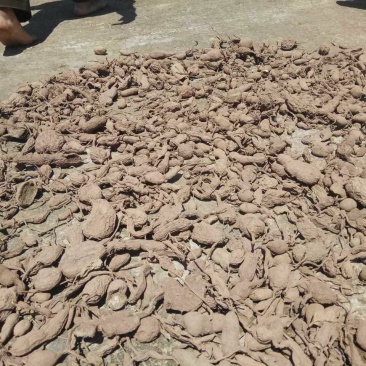 金果榄地苦胆，干货统货，