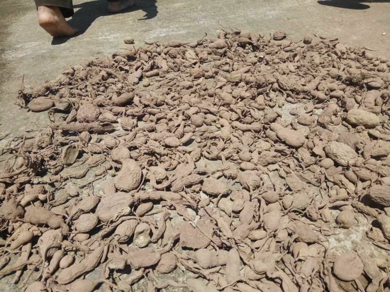 金果榄地苦胆，干货统货，