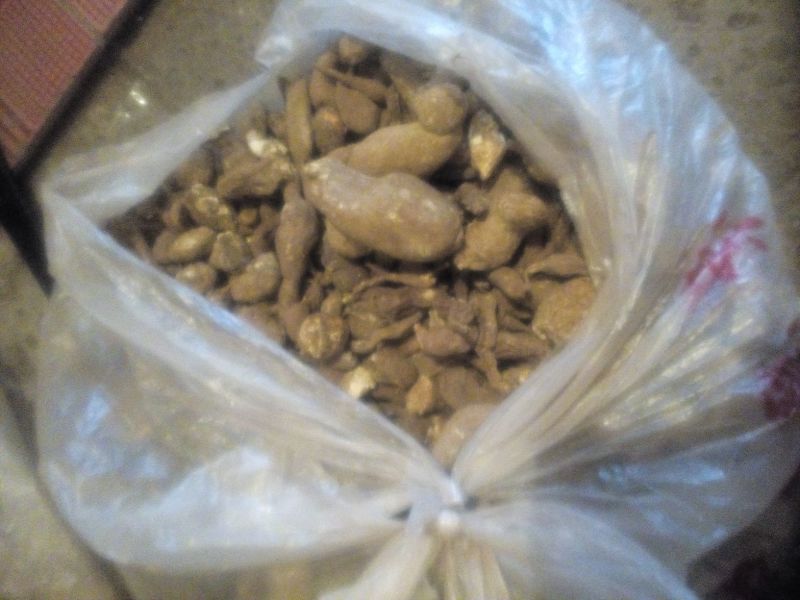 金果榄地苦胆，干货统货，
