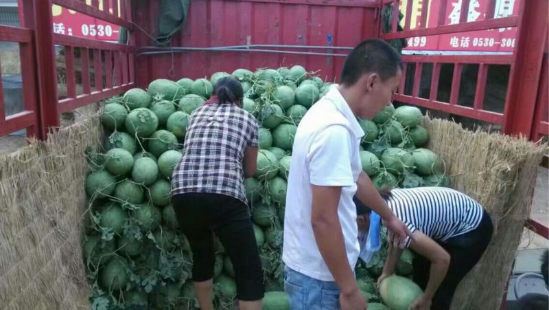冠龙大量上市价格低品质好，保证质量，专业代办