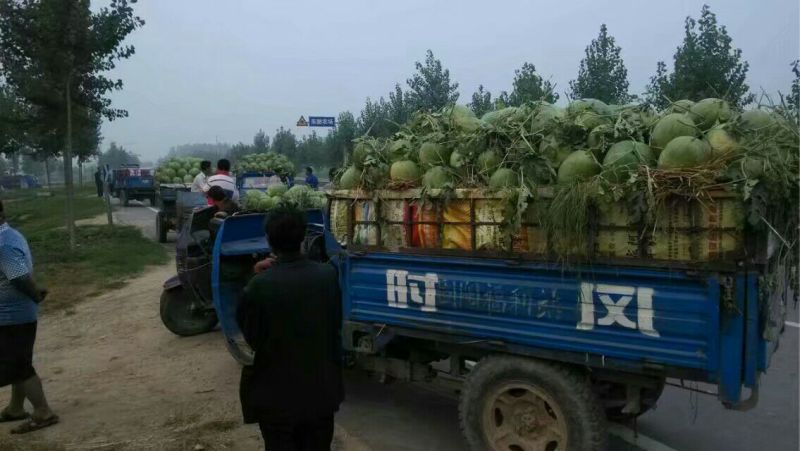 冠龙大量上市价格低品质好，保证质量，专业代办