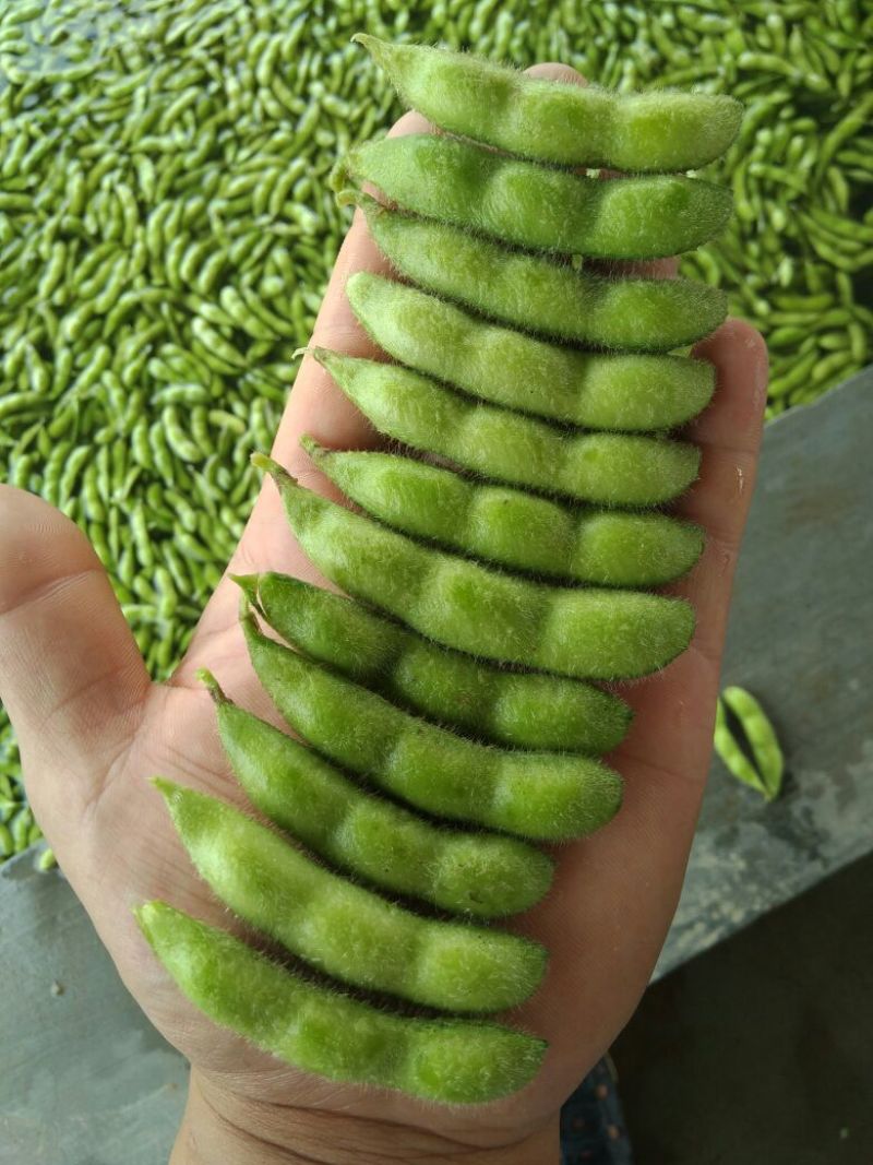 翠绿宝，精品大夹翠绿宝，优质货源，上货量大！
