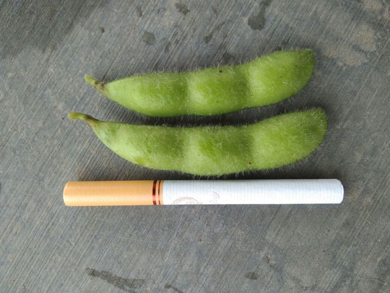 翠绿宝，精品大夹翠绿宝，优质货源，上货量大！