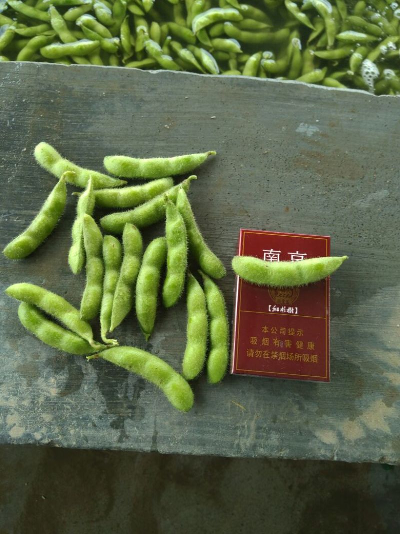 翠绿宝，精品大夹翠绿宝，优质货源，上货量大！