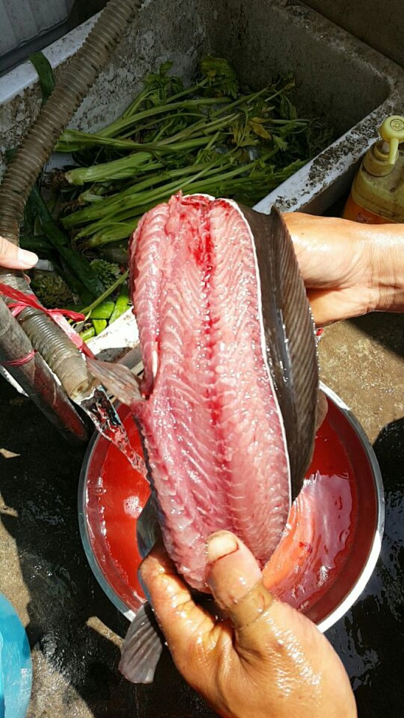 胡子鲶食用