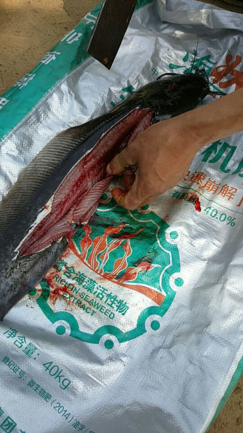 胡子鲶食用