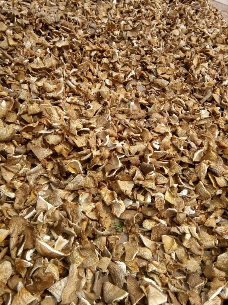平菇凤尾菇鲍鱼菇干平菇食用菌蘑菇