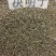 决明子