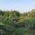 山杏核苦核