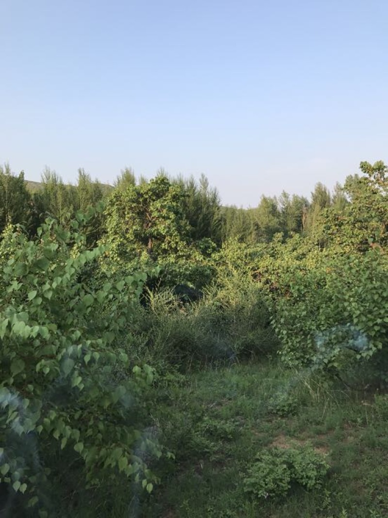 山杏核苦核