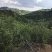 山杏核苦核