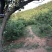 山杏核苦核