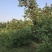 山杏核苦核