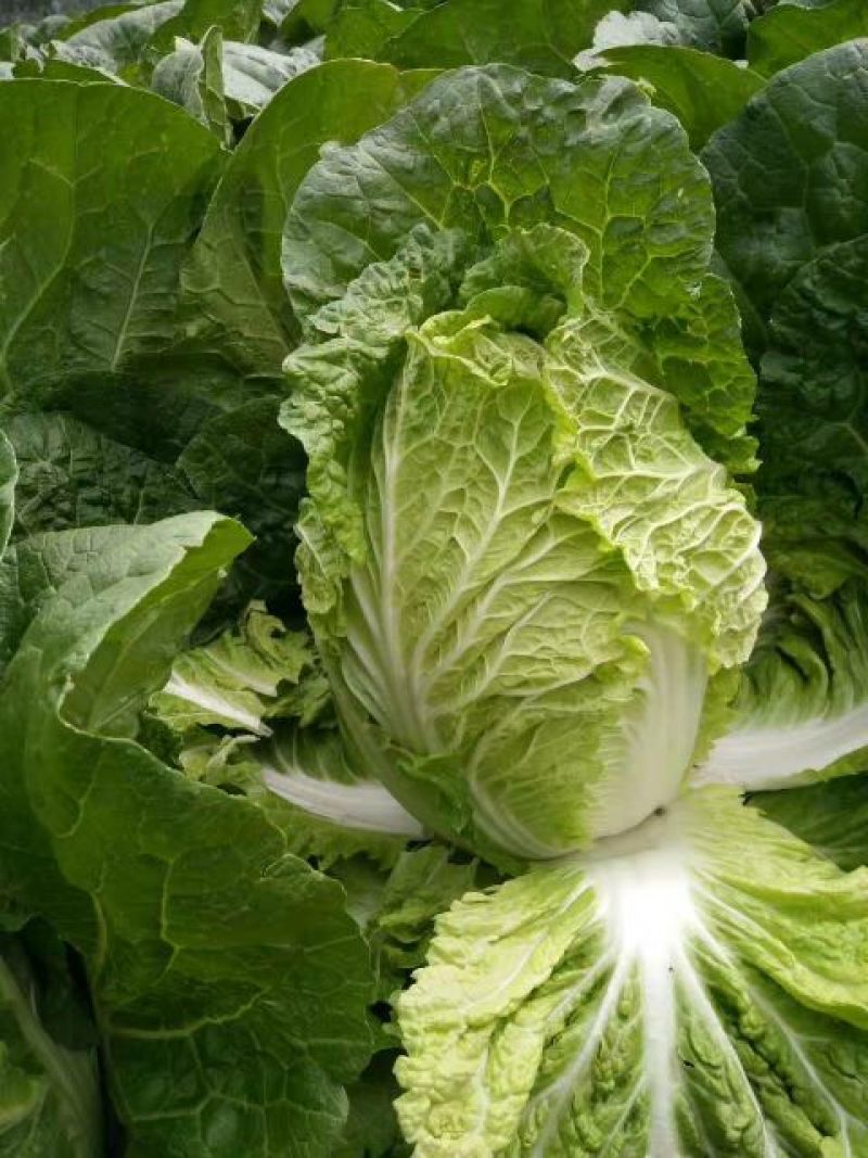 韩国黄心白菜毛菜7斤以上