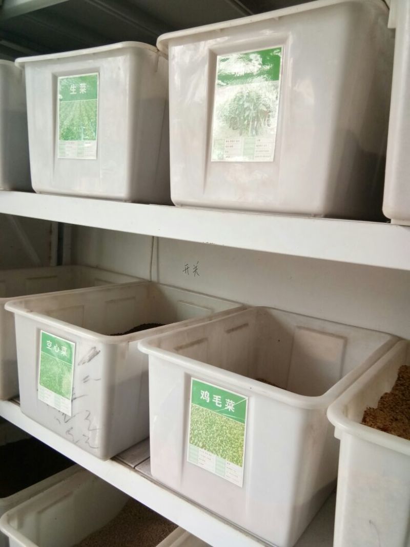 油麦菜种子大棵型油麦菜种子美满香麦菜菜籽四季种籽蔬菜孑农