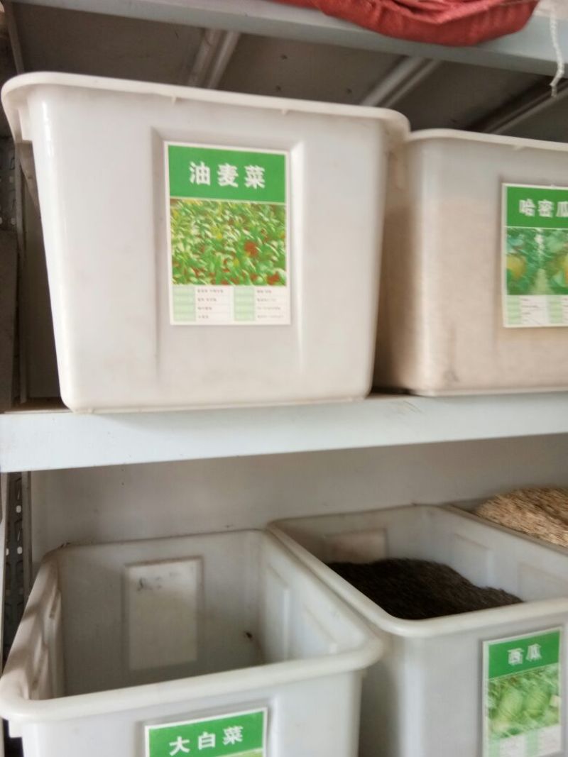 油麦菜种子大棵型油麦菜种子美满香麦菜菜籽四季种籽蔬菜孑农