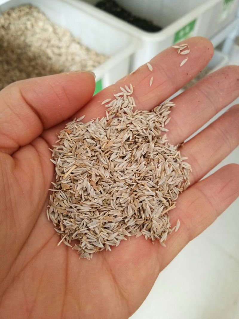 油麦菜种子大棵型油麦菜种子美满香麦菜菜籽四季种籽蔬菜孑农