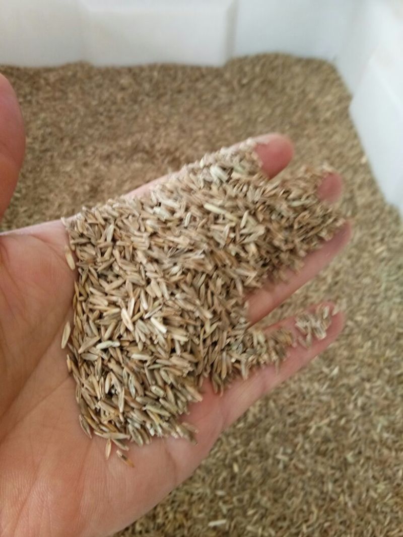 美国四季青草坪种子狗牙根高羊茅黑麦草马尼拉百慕大草籽