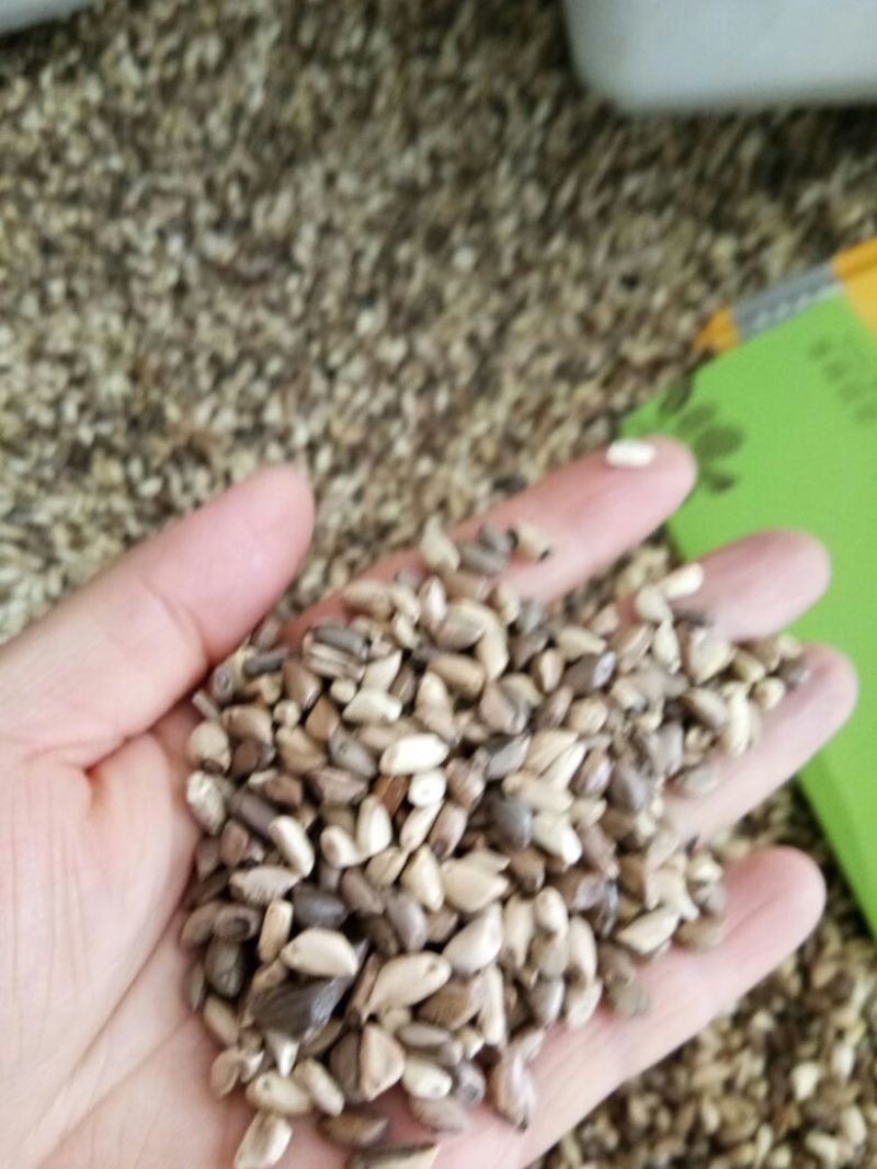 墨西哥玉米草种牧草种籽四季养殖多年生再生进口猪牛羊兔畜禽