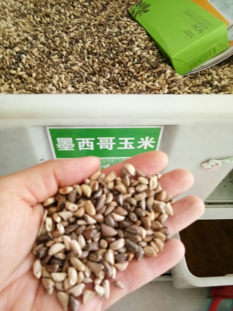 墨西哥玉米草种牧草种籽四季养殖多年生再生进口猪牛羊兔畜禽