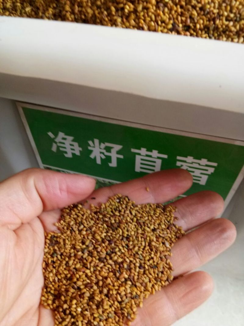 紫花苜蓿种子进口紫花苜蓿草种黑麦草种籽紫云英多年生四季