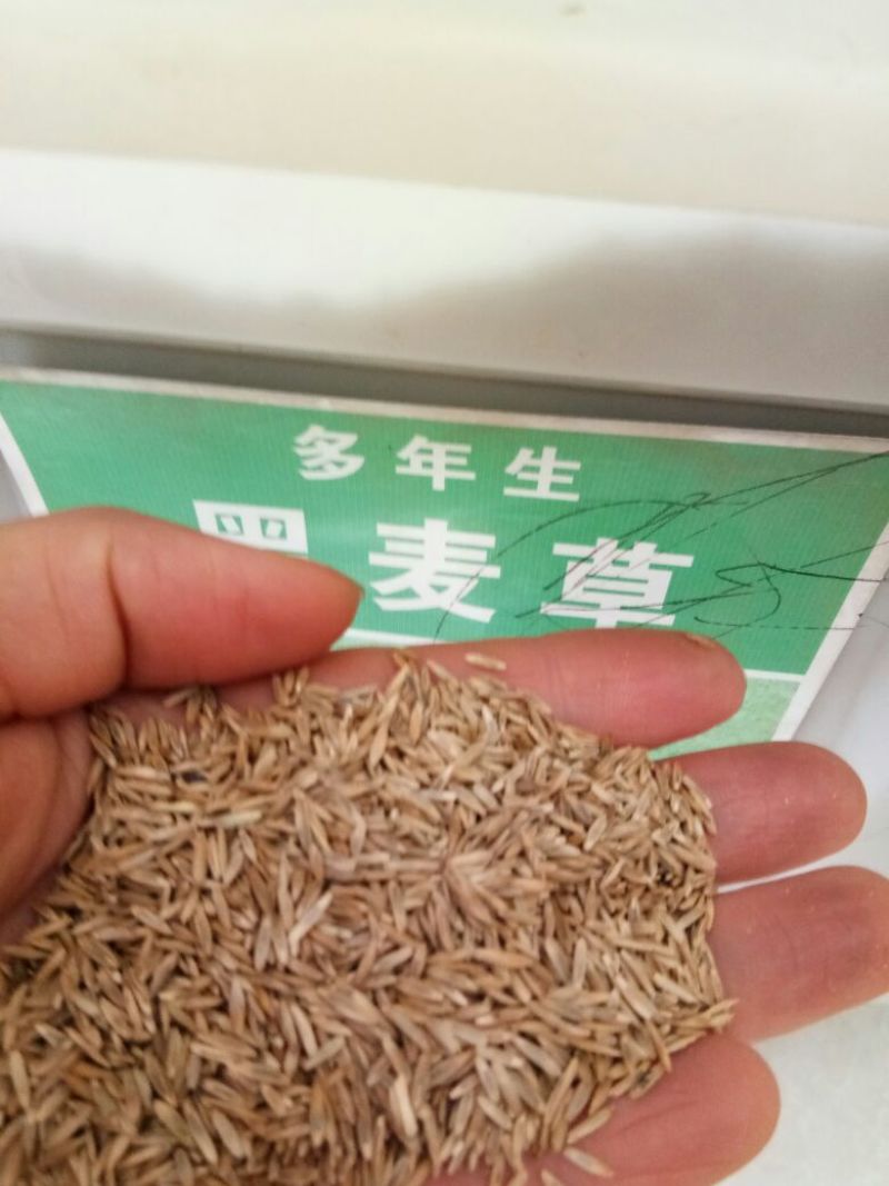 进口多年生黑麦草种子四季常青畜牧草种子猪牛羊鸡鸭鹅鱼草籽