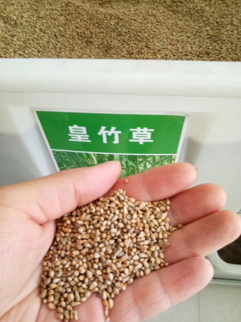 进口皇竹草种子畜牧草种子猪牛羊鸡鸭鹅鱼草籽