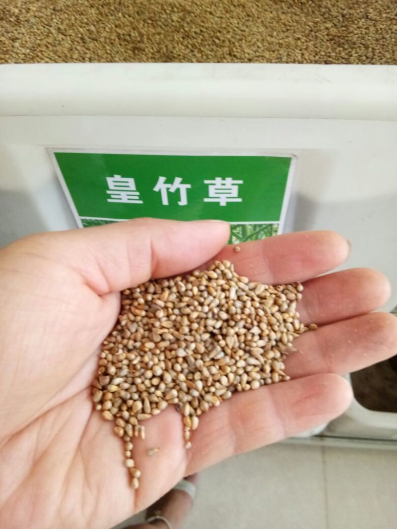 进口皇竹草种子畜牧草种子猪牛羊鸡鸭鹅鱼草籽