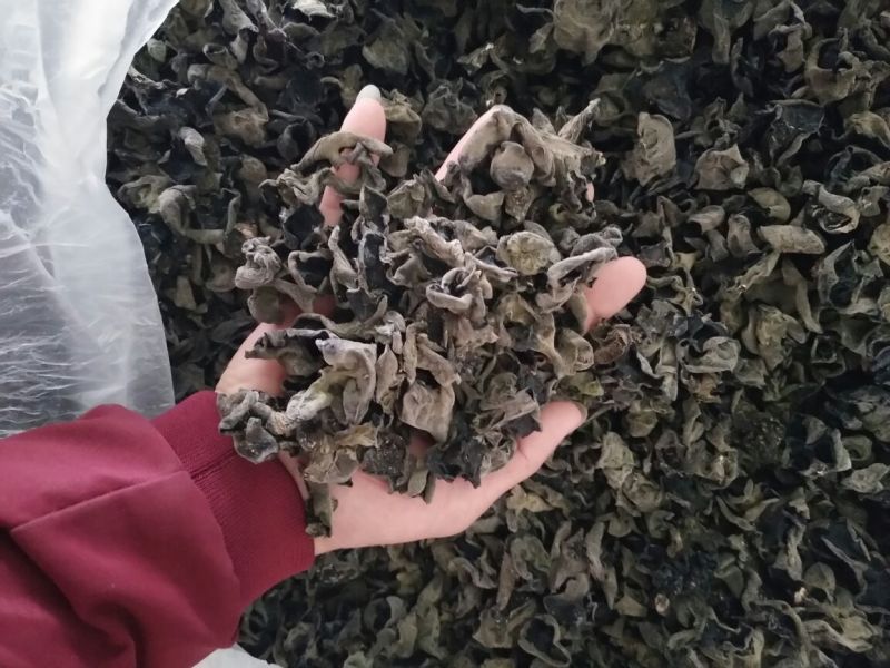 黑木耳二级