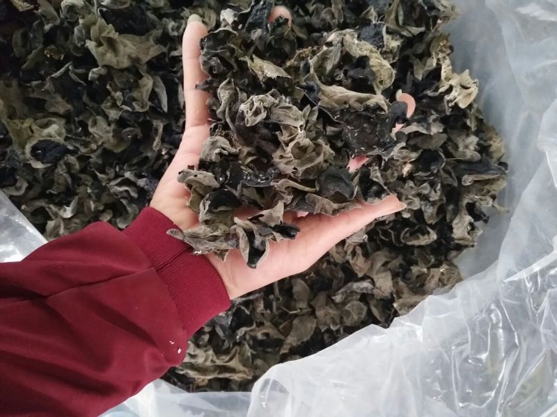 黑木耳二级