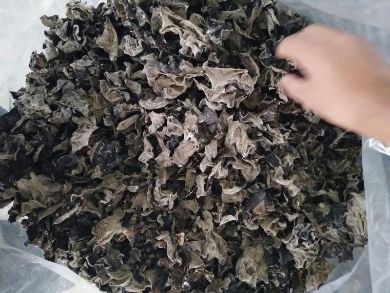 黑木耳二级
