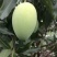 鸡蛋芒4两以上