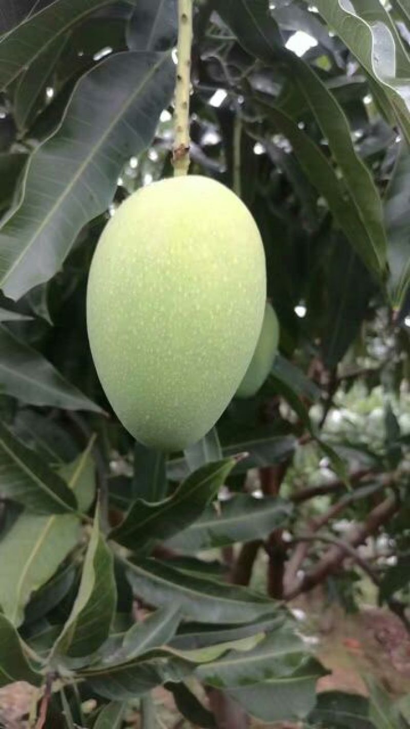 鸡蛋芒4两以上