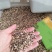 墨西哥玉米草种牧草种籽四季养殖多年生再生进口猪牛羊兔畜禽