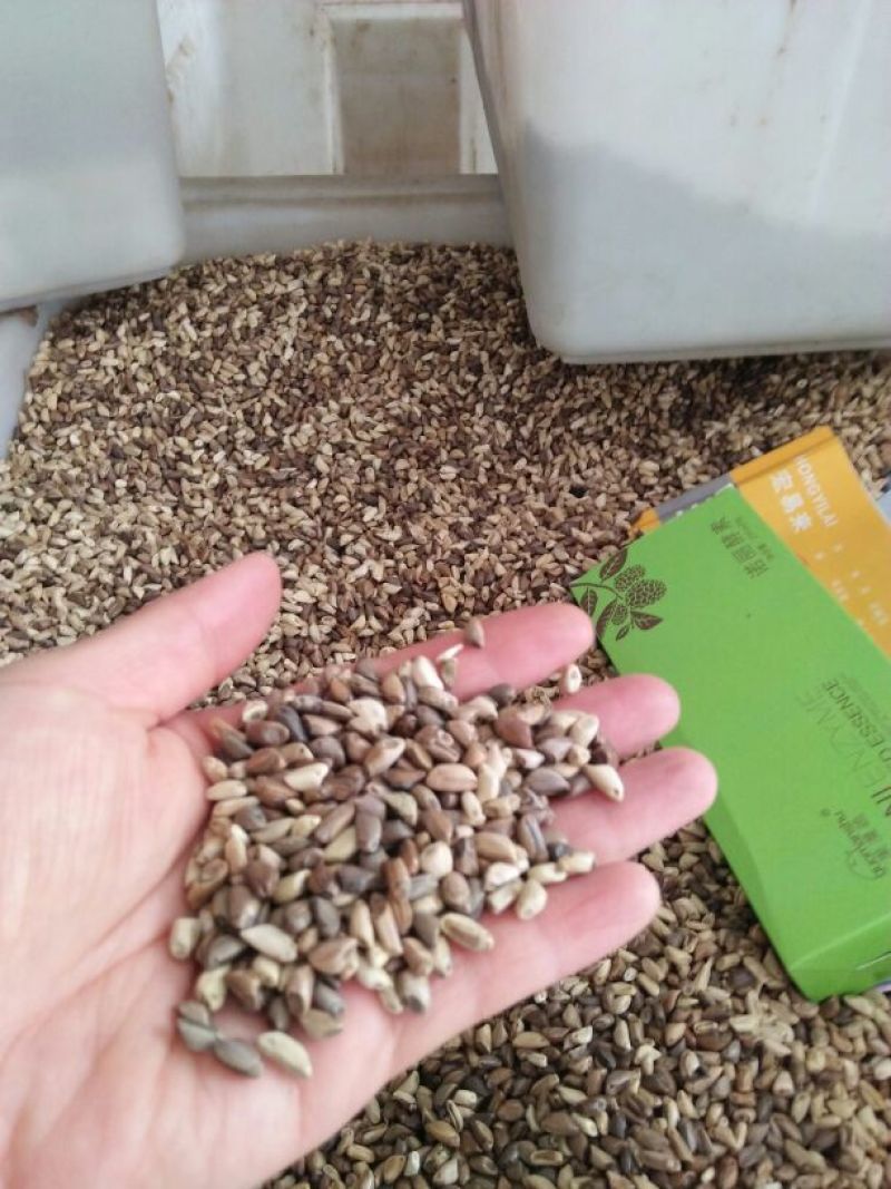 墨西哥玉米草种牧草种籽四季养殖多年生再生进口猪牛羊兔畜禽