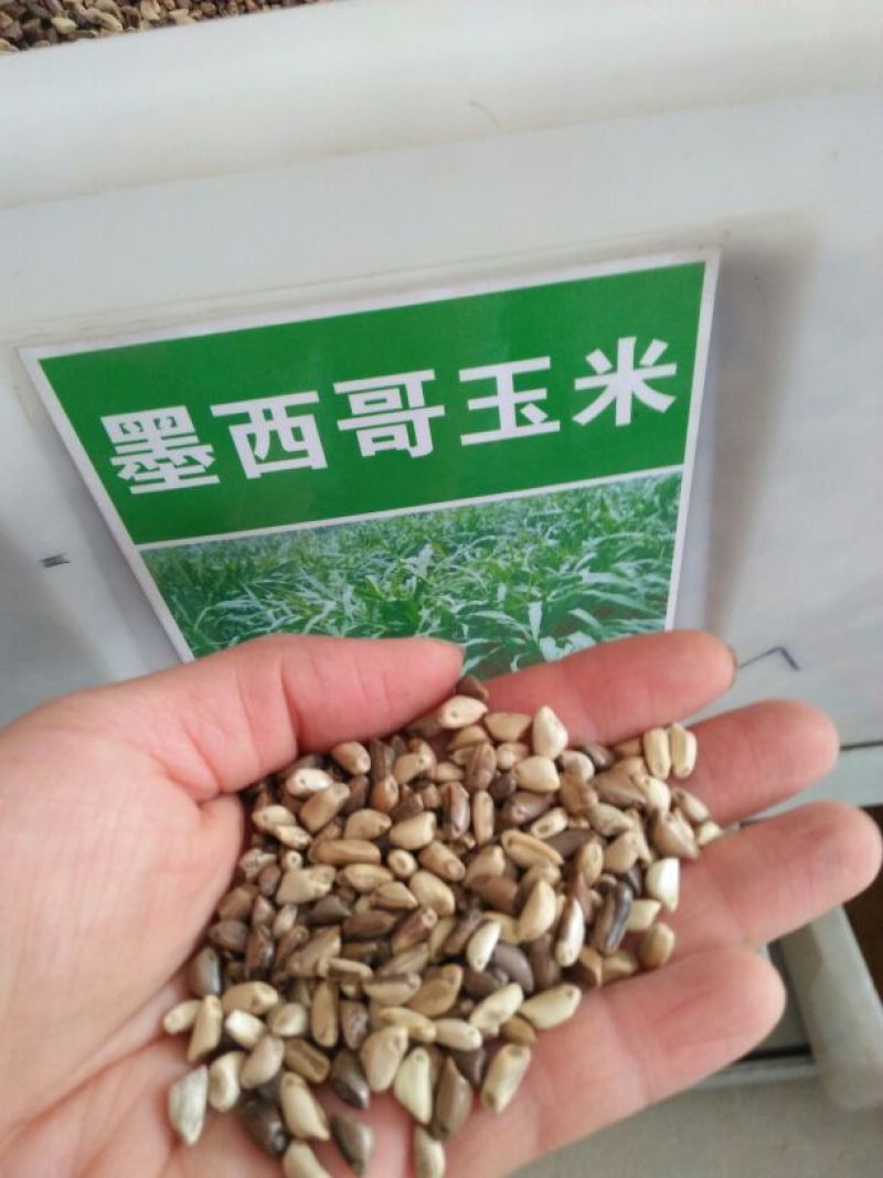墨西哥玉米草种牧草种籽四季养殖多年生再生进口猪牛羊兔畜禽