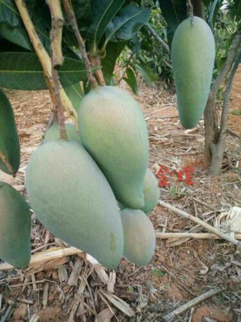 金煌芒5两以上
