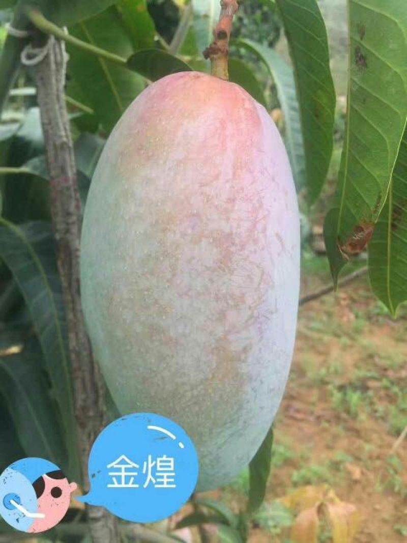 金煌芒5两以上