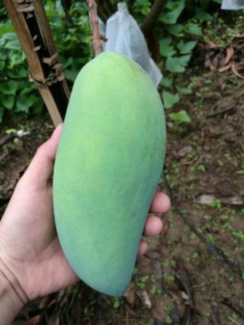 金煌芒5两以上