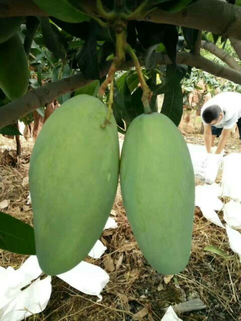 金煌芒5两以上