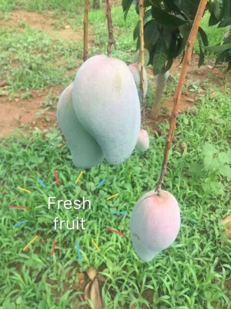 金煌芒5两以上