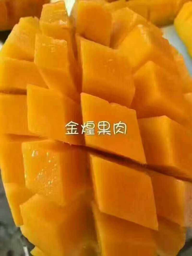 金煌芒5两以上