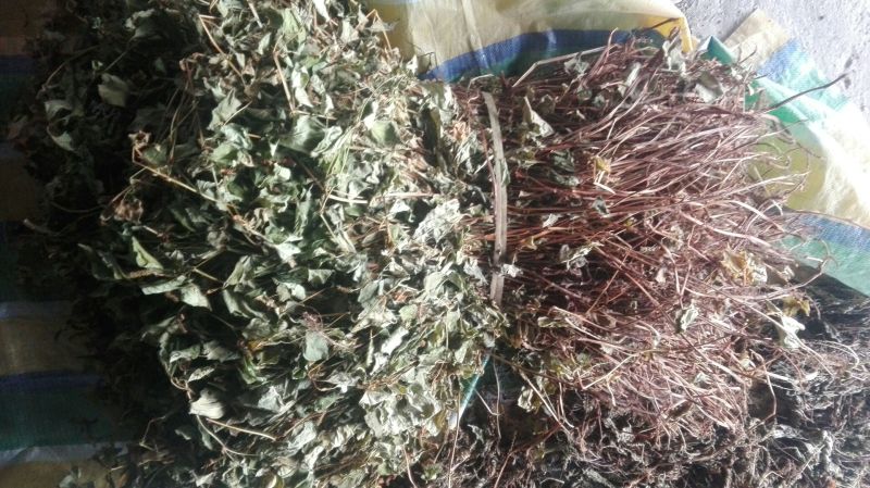 鱼腥草野生干货整棵洗净
